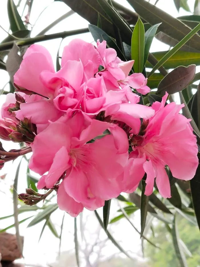 Oleanders
