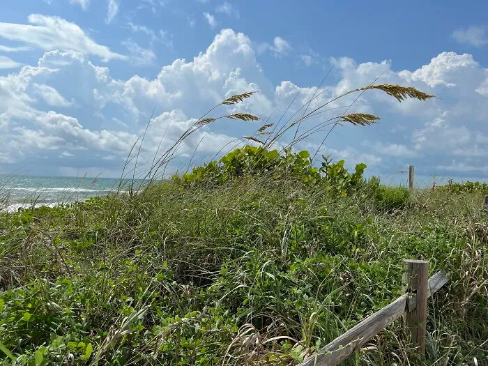 Protected Sea Oat Dune, Satellite Beach (Florida) With Pre-Hurricane Sky