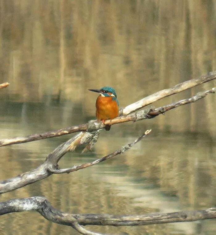 Kingfisher