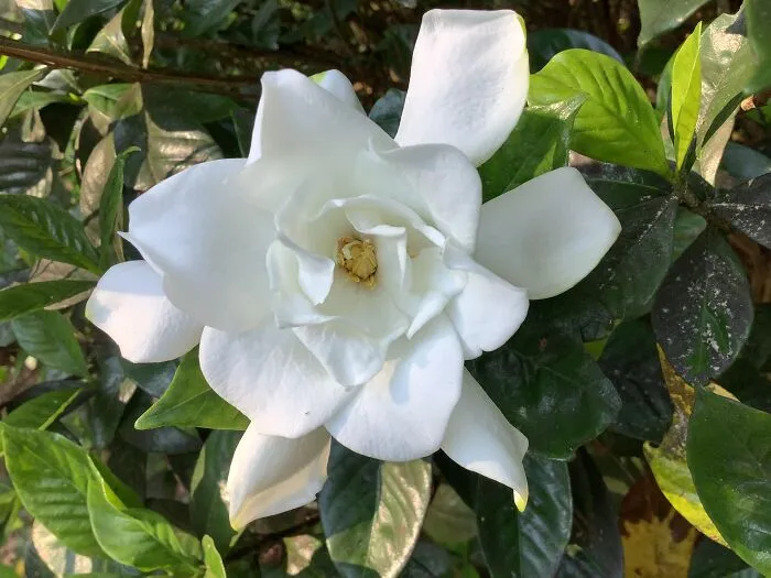 Gardenia, 2020