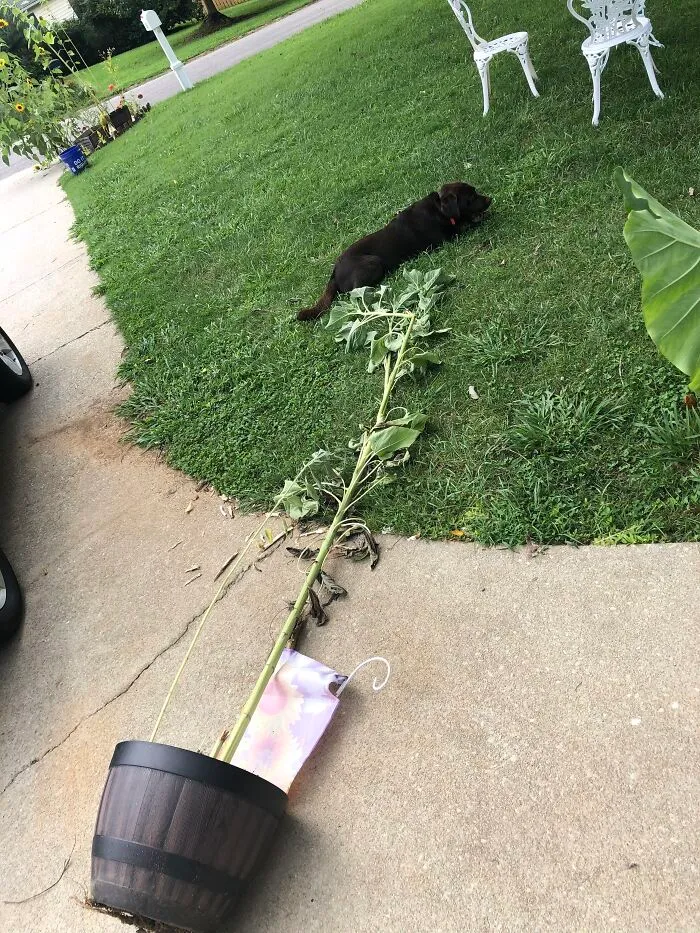 My Bubby Enjoying The Sunflower He Knocked Over To Eat On This Nice Day