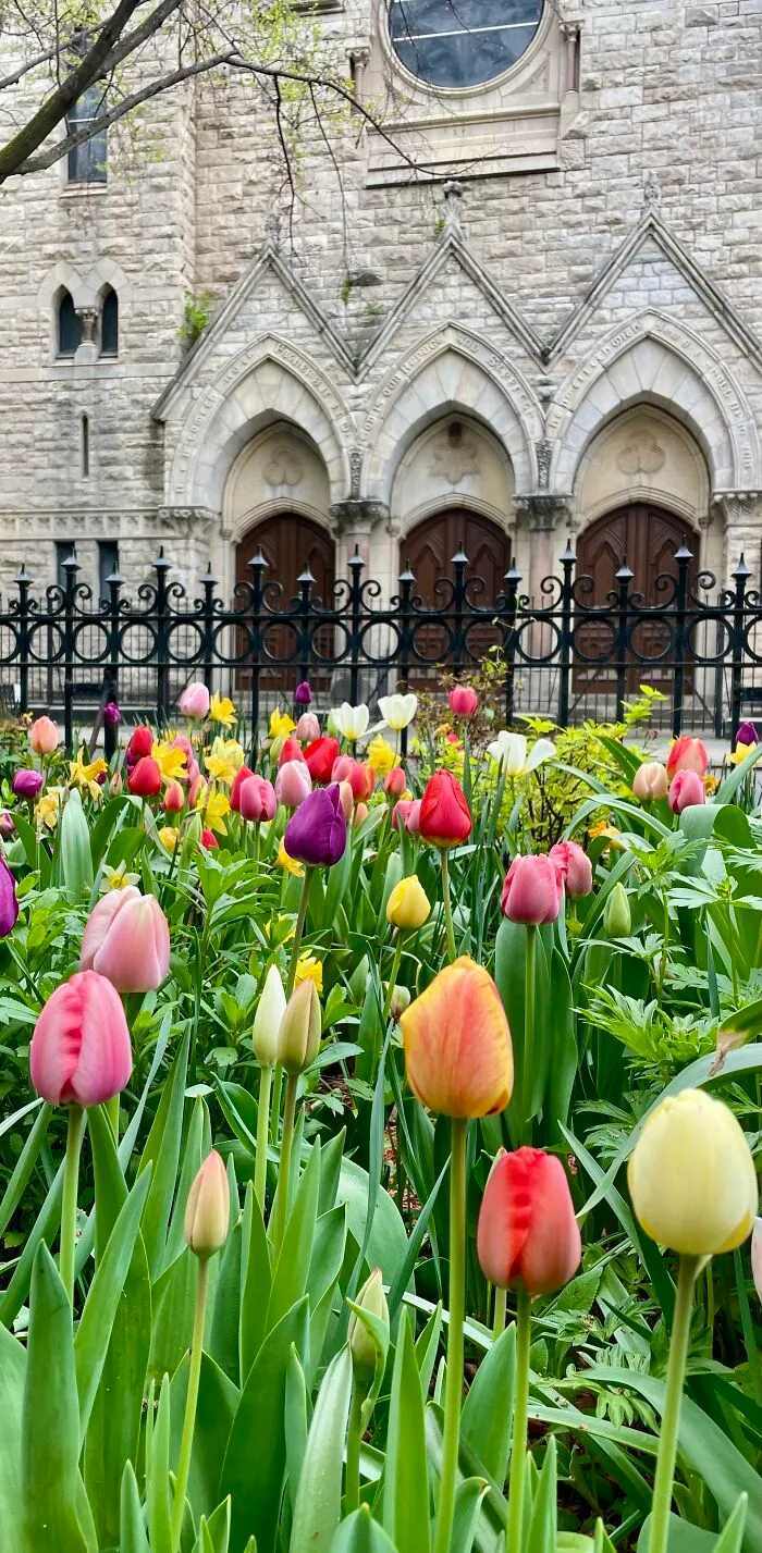 Tulips In My Front Yard