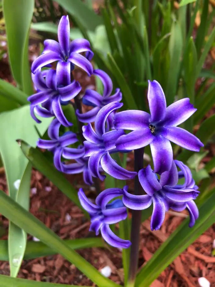 Intensely Purple Hyacinth