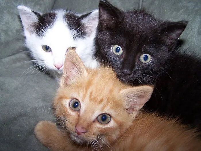 The Triplets. Babies Lost The Mom At 4 Weeks. His Is At About 7 Weeks