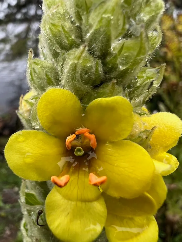 Close Up Of Giant Mullein. Looks Like Fairy With  Orange Boots