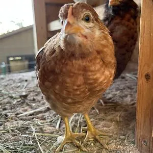 chickennugget