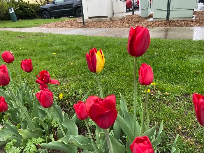 There Is Only One Tulip Like This; This Tulip Is Half Yellow And Half Red. It’s In A Field Of Red Tulips