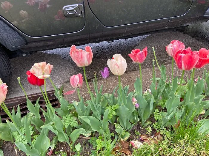 A Mix Of Hybrid Colored Tulips