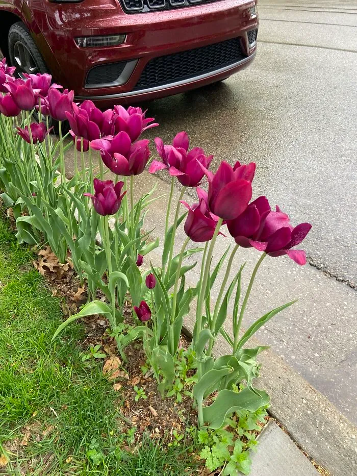 These Magenta Tulips That Are About The Size Of A Car Tire