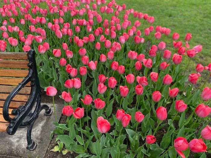 A Photo Bench With Only Pink Tulips