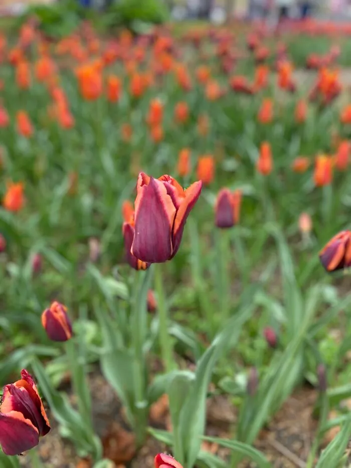 The Tulip Among The Tulips