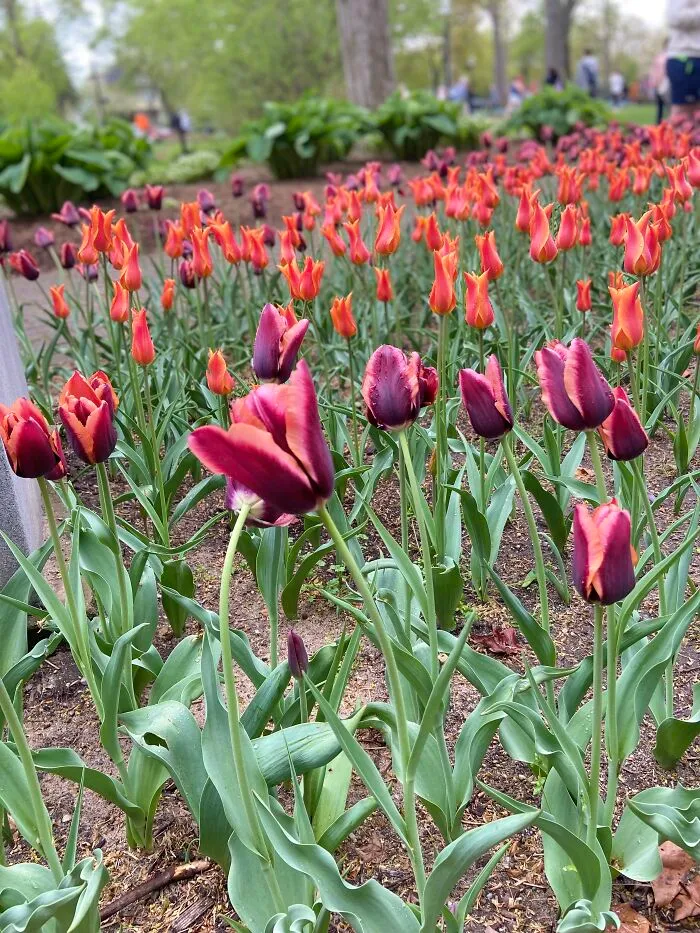 These Purple And Orange Tulips Give The Feel Of Halloween