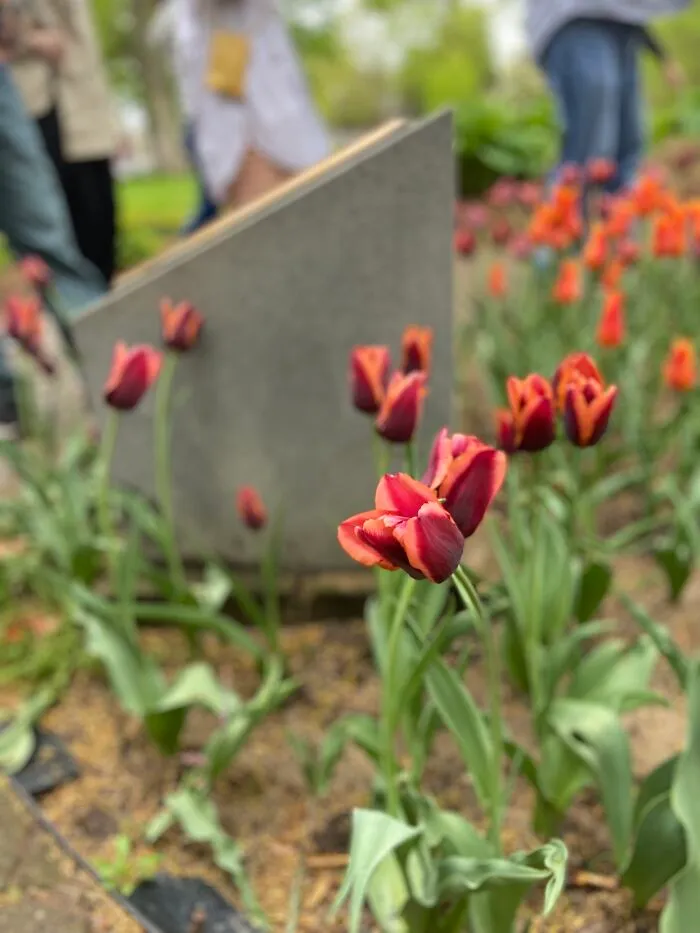 A Closer View Of A Purple And Orange Tulip