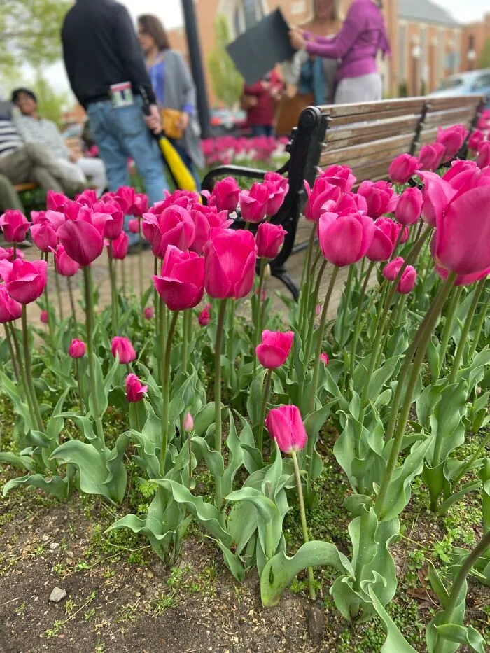 These Bright Pink Tulips Are Larger Than Expected, And Also By A Photo Bench