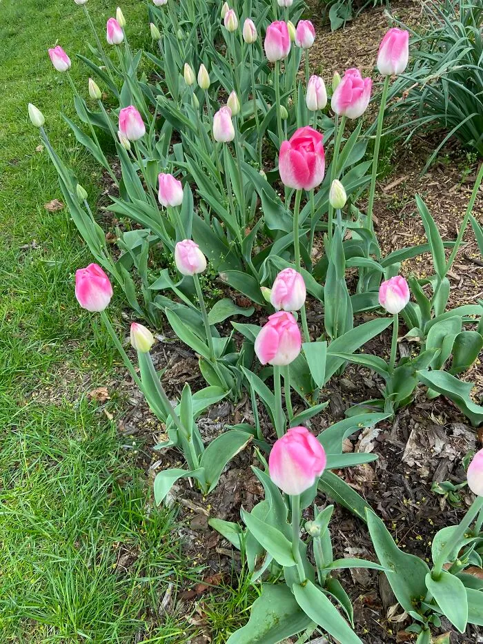 Pink And White Tulips Are Somewhat Common