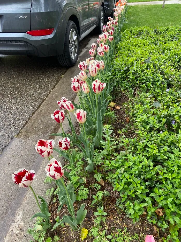 These Wine And White Tulips Remind Me Of Peppermints