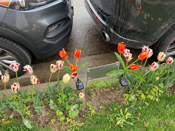 Orange And The Wine Tulips