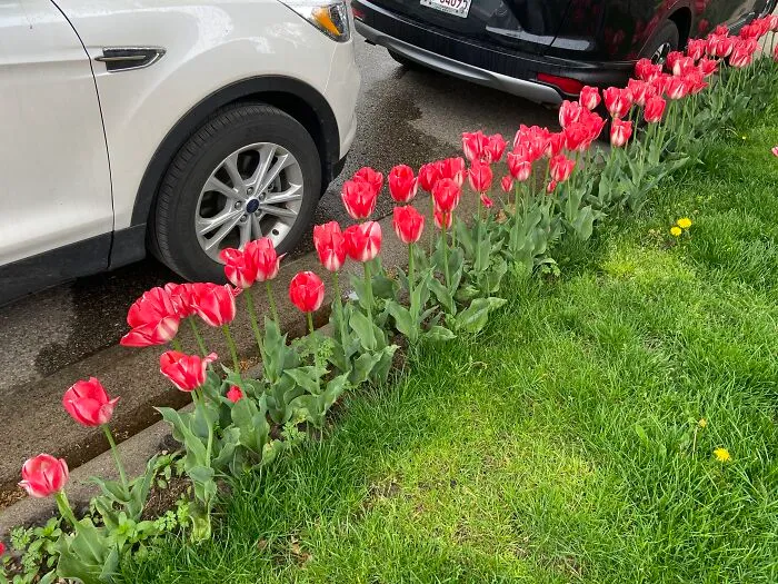 Red And White Tulips By Some Parked Cars