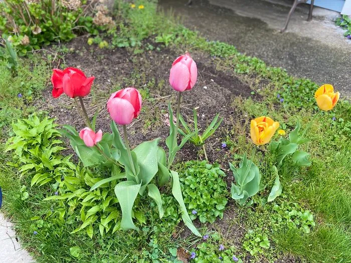 A Small Cluster Of Tulips By A Yard