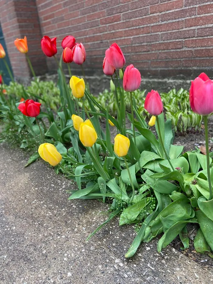 Solid Colored Tulips By The Old Hospital. Now It’s An Inn