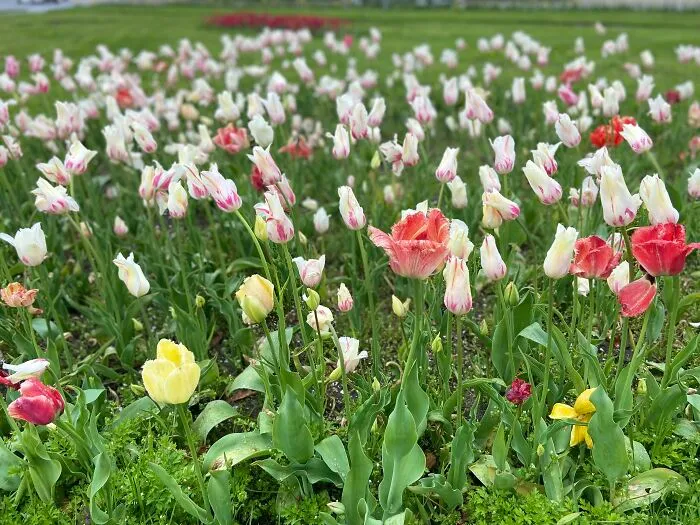 Variety Is Vitality