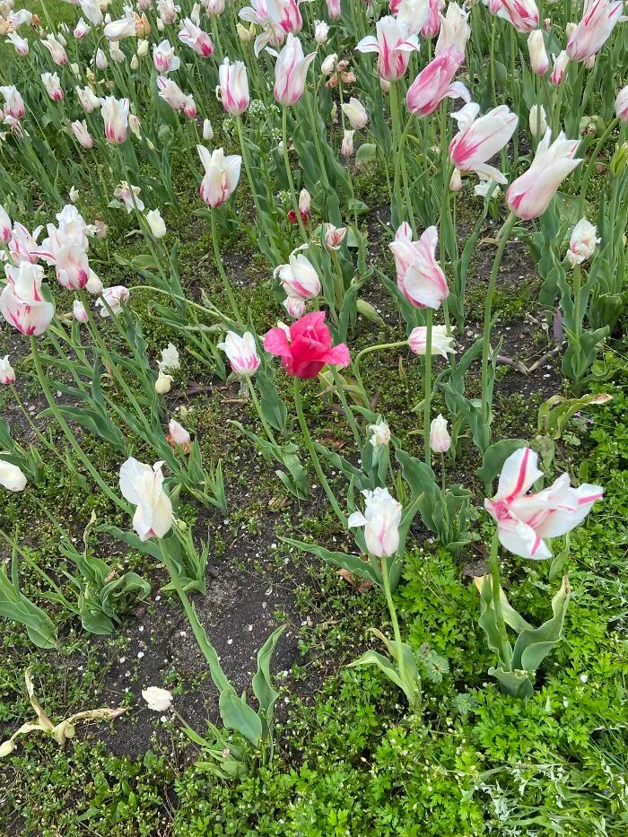 A Unique Pink In A Sea Of Streaks
