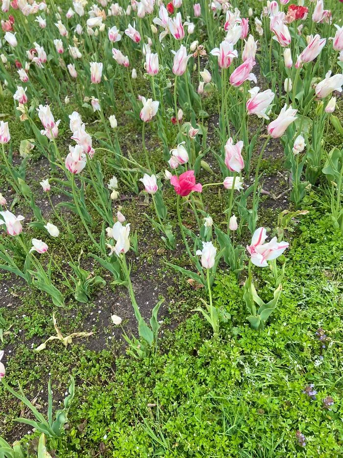 Blossoms Of Streaky Tulips