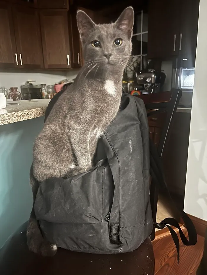 My Cat Evan