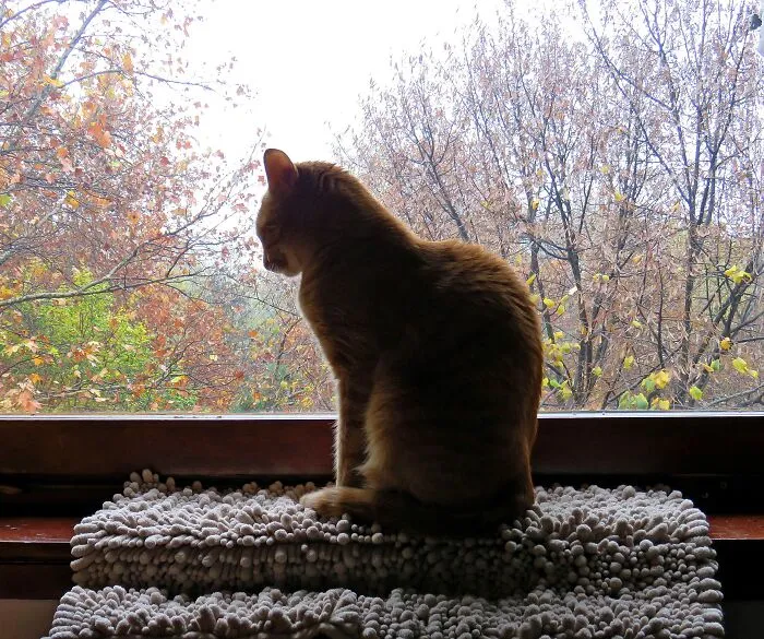 I'm Sorry But The Window Is Always Occupied Especially If I Try To Take A Picture