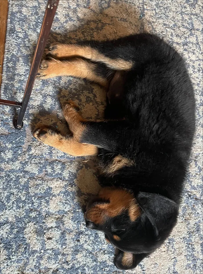 My Rotti, Idol.  She's Now 6 Months.  She Looked Like A Little Bear When We Got Her