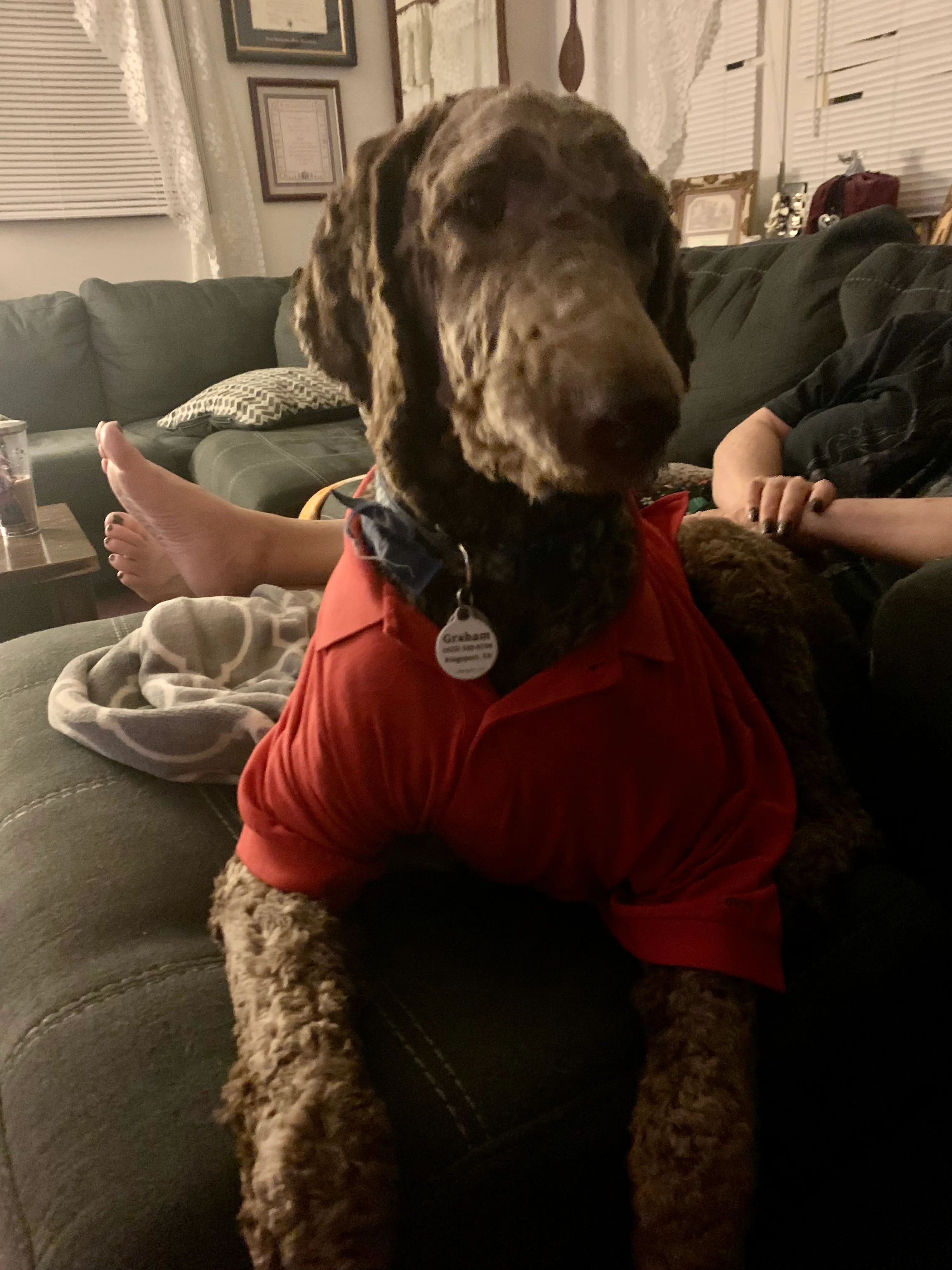 Let Me See The Cutest Photos Of Your Dogs Dressed In Human Clothes