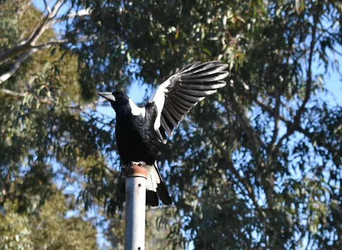 Magpie