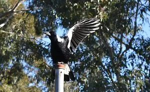 Post A Bird
