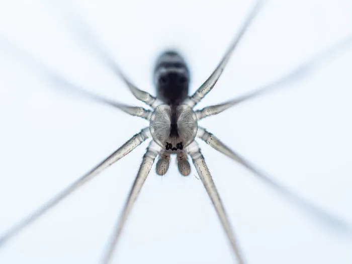 Finalista: " Araña" de Gabi Swart
