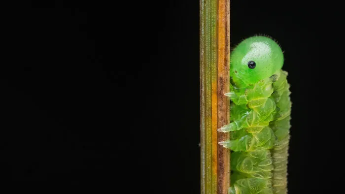Preseleccionado: "Larva de insecto volador" por Alexis Tinker-Tsavalas