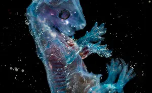 31 Of The Most Stunning Pics That Nailed The Close-Up Photographer Of The Year 2022's "Minimal" Challenge