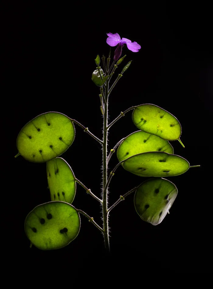 Preseleccionado: "Lunaria Annua", de Ecaterina Leonte