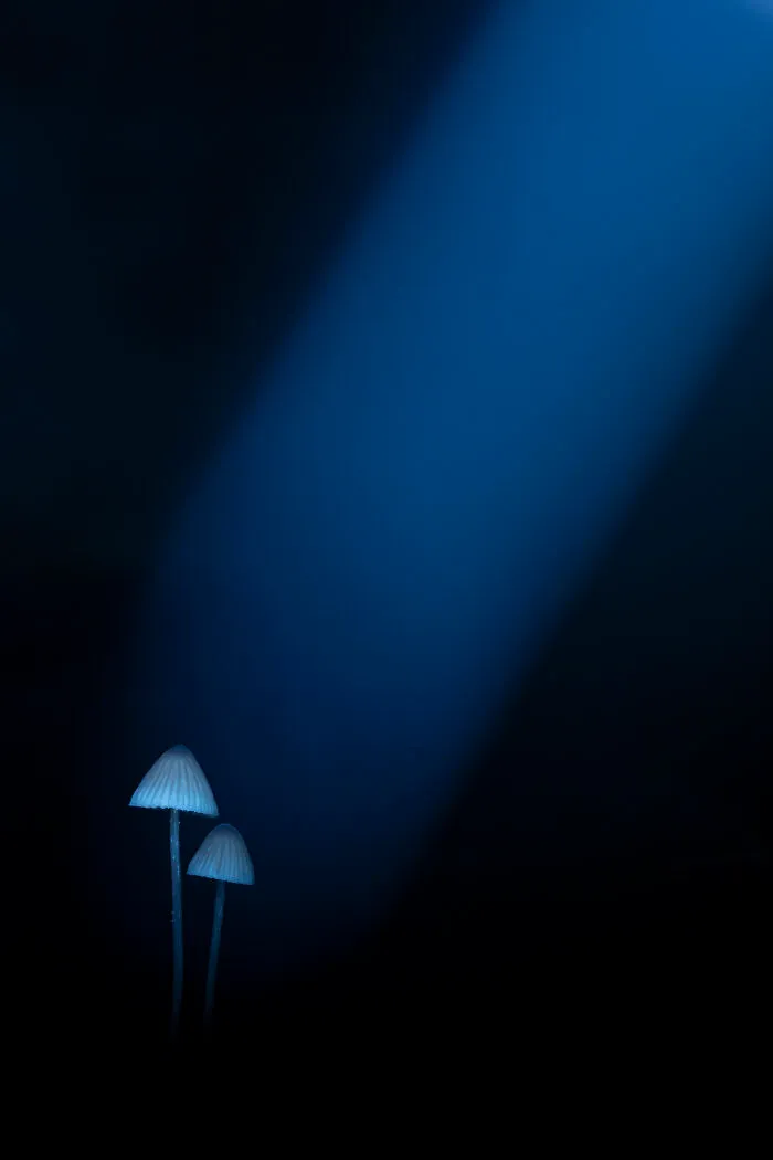 Preseleccionado: "Un rayo de luz", de José Luis Gigirey