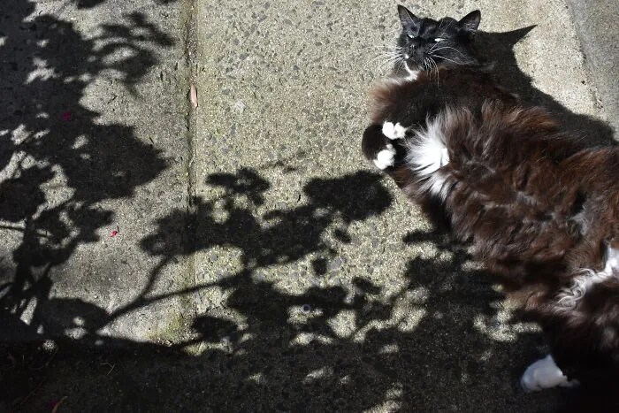 Midnight Loves Exploring Outdoors, But Has Now Moved From The Suburbs To The Country And Can't Be Trusted With All The Native Fauna
