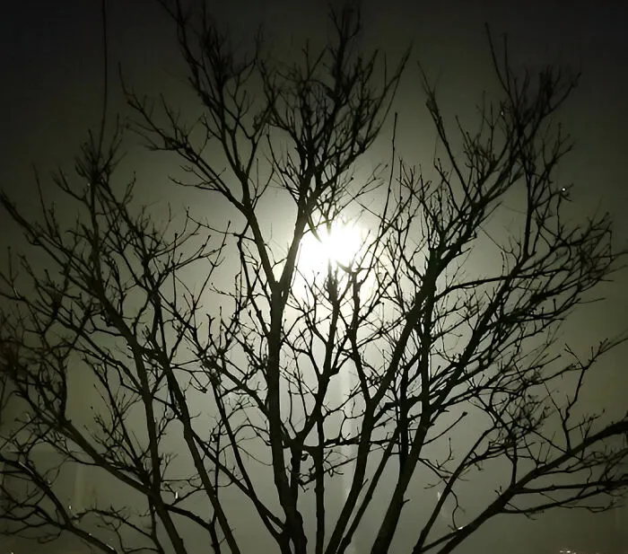 Tree In My Front Yard At Midnight