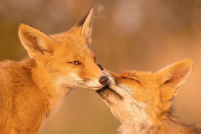 To Celebrate Mother’s Day, I Captured 21 Photographs Of Foxes With Their Little Cubs (New Pics)