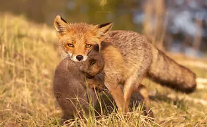 To Celebrate Mother’s Day, I Captured 21 Photographs Of Foxes With Their Little Cubs (New Pics)