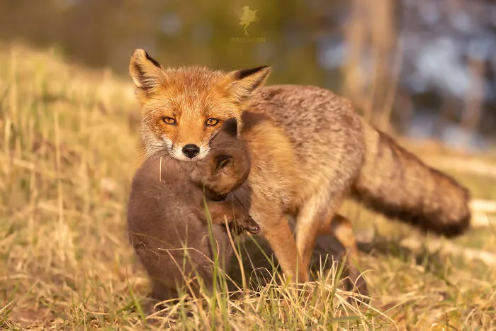 To Celebrate Mother’s Day, I Captured 21 Photographs Of Foxes With Their Little Cubs (New Pics)