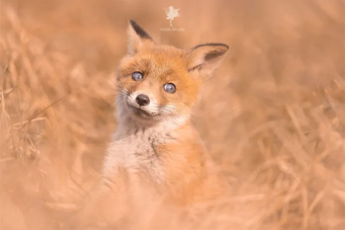 To Celebrate Mother’s Day, I Captured 21 Photographs Of Foxes With Their Little Cubs (New Pics)