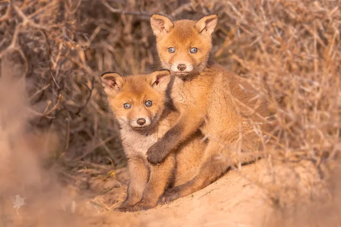 To Celebrate Mother’s Day, I Captured 21 Photographs Of Foxes With Their Little Cubs (New Pics)