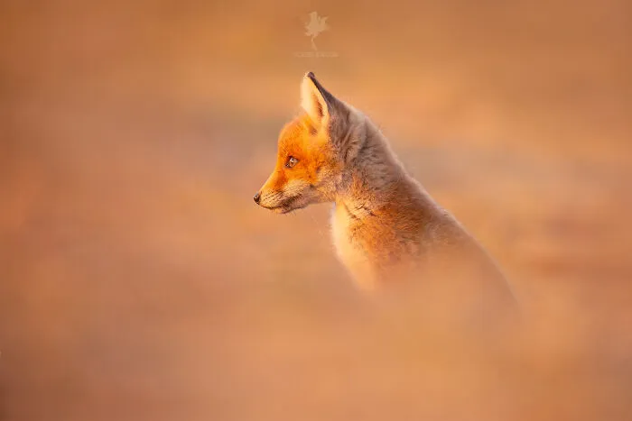To Celebrate Mother’s Day, I Captured 21 Photographs Of Foxes With Their Little Cubs (New Pics)