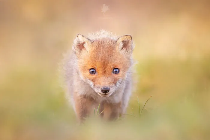 To Celebrate Mother’s Day, I Captured 21 Photographs Of Foxes With Their Little Cubs (New Pics)