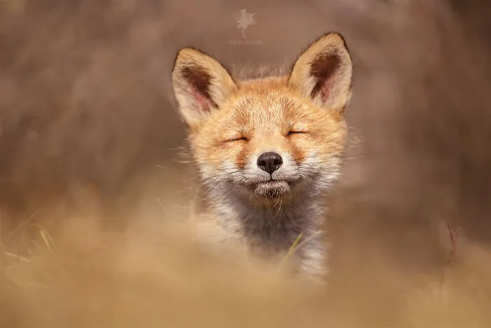 To Celebrate Mother’s Day, I Captured 21 Photographs Of Foxes With Their Little Cubs (New Pics)