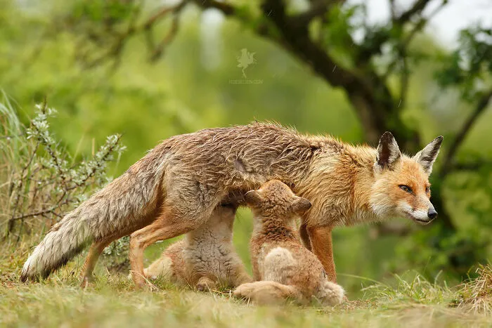 To Celebrate Mother’s Day, I Captured 21 Photographs Of Foxes With Their Little Cubs (New Pics)