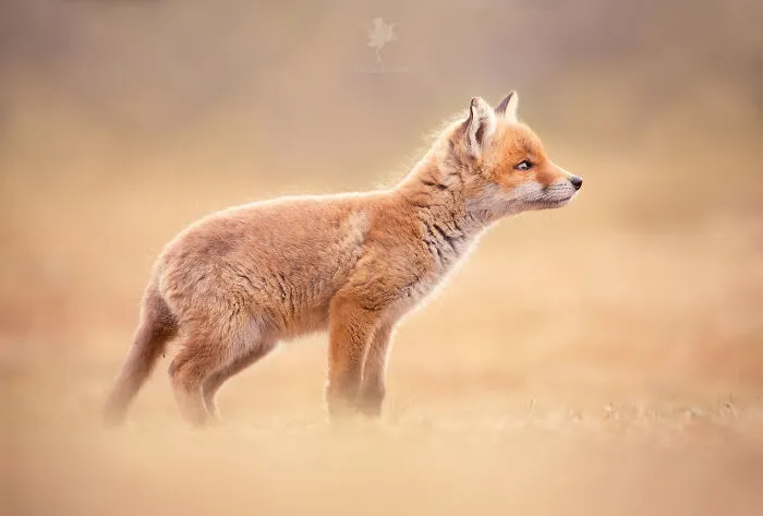 To Celebrate Mother’s Day, I Captured 21 Photographs Of Foxes With Their Little Cubs (New Pics)